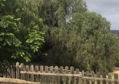 Affordable Local Tree Service