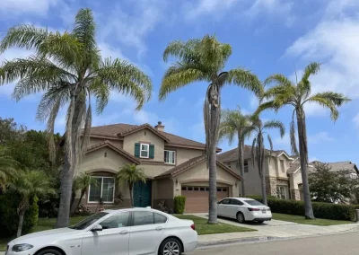 Affordable Tree Maintenance