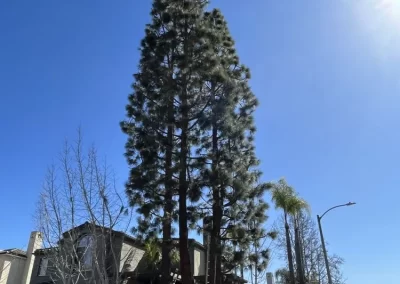 Dependable Tree Maintenance