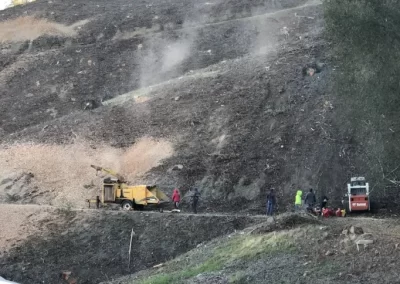 Detailed Local Tree Service