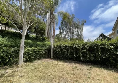 Detailed Tree Maintenance