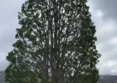 Excellent Tree Maintenance