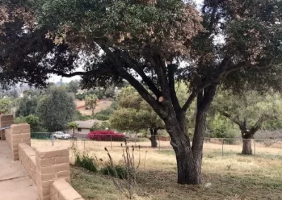 Exceptional Tree Maintenance