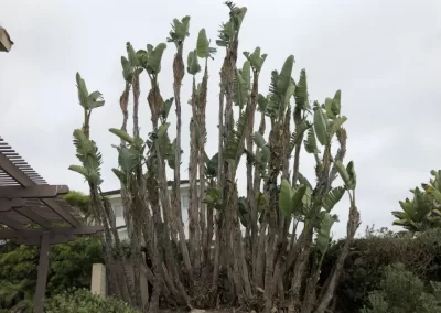 High-quality Tree Maintenance