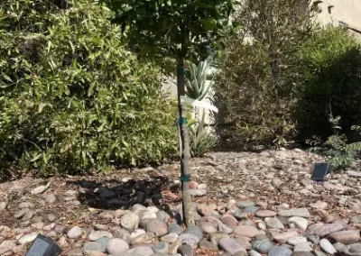 Professional Local Tree Service