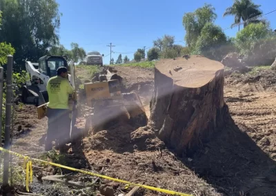 Professional Stump Grinding