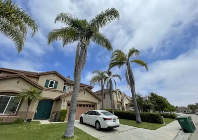 Professional Tree Maintenance