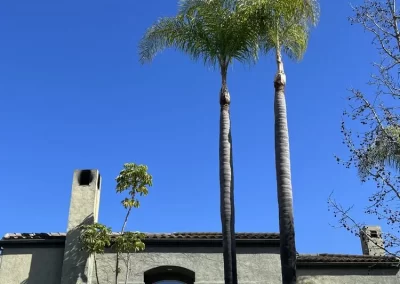 Professional Tree Trimming