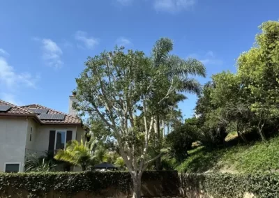 Proficient Tree Maintenance