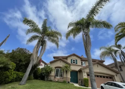 Quality Tree Maintenance