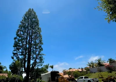 Reliable Local Tree Service