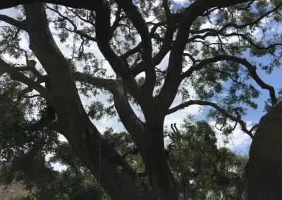 Top-notch Local Tree Service