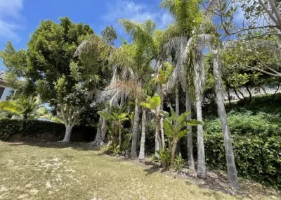 Top-notch Tree Maintenance