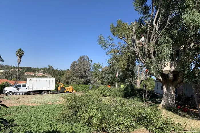 Tree Expert in Fallbrook, CA