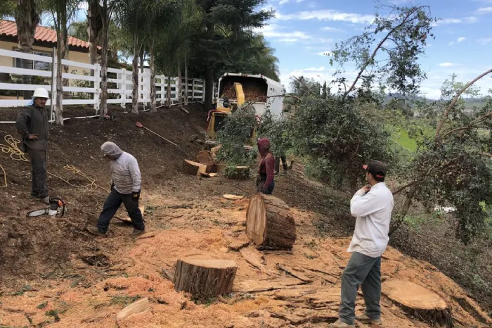 Tree Removal Tree Removal