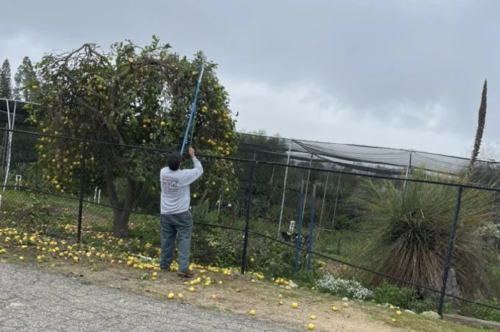 Tree Trimming Tree Trimming