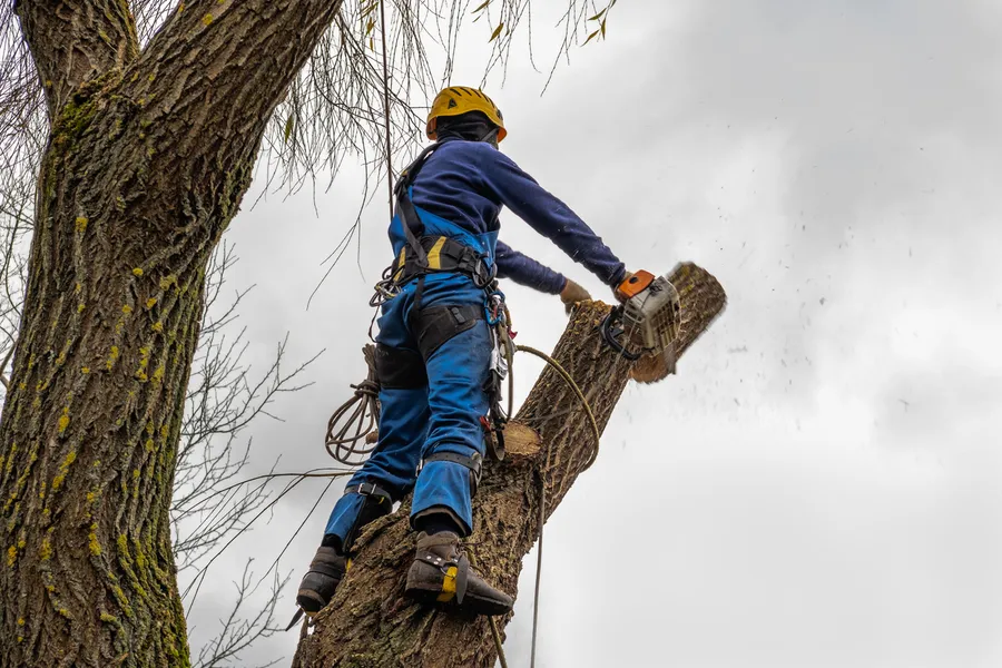 Affordable Tree Cutting Service Fallbrook CA Affordable Tree Cutting Service Fallbrook CA