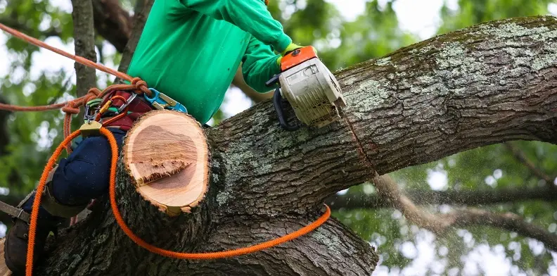 How Regular Tree Trimming Prevents Property Damage Fallbrook CA