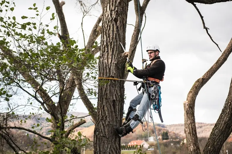 How Regular Tree Trimming Prevents Property Damage in Fallbrook CA