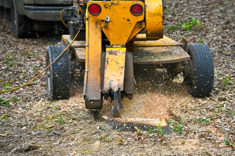 How Stump Grinding Can Enhance Your Curb Appeal in Fallbrook CA