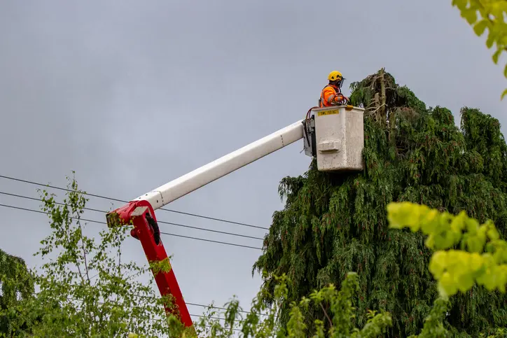 Professional Tree Trimming Fallbrook CA Professional Tree Trimming Fallbrook CA