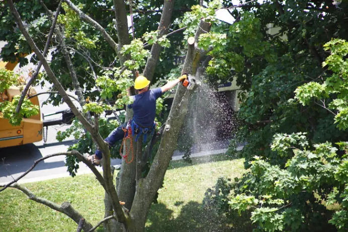 Superior Tree Removal Fallbrook CA Superior Tree Removal Fallbrook CA