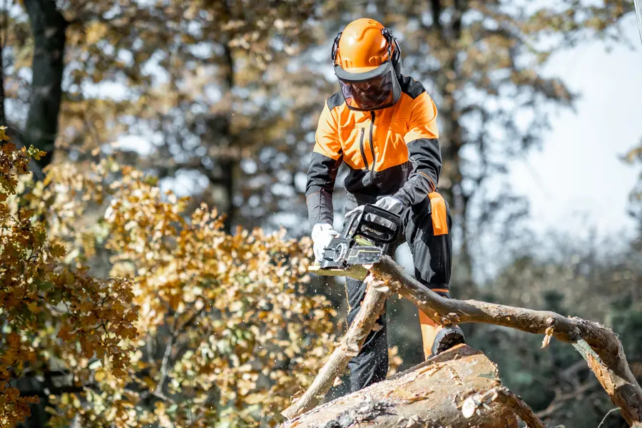 The Benefits Of Tree Cutting For Yard Safety And Accessibility Fallbrook CA The Benefits Of Tree Cutting For Yard Safety And Accessibility Fallbrook CA