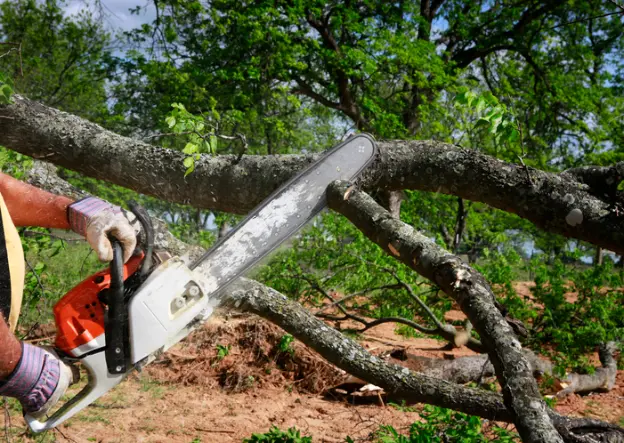 The Role Of Tree Removal In Storm Damage Recovery in Fallbrook CA The Role Of Tree Removal In Storm Damage Recovery in Fallbrook CA