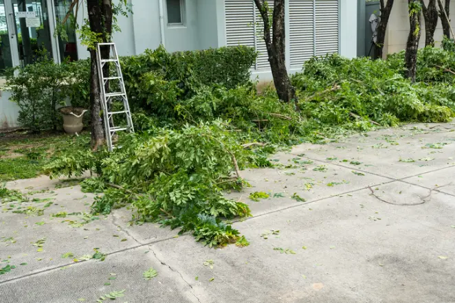 Understanding When Tree Removal Service Is Necessary in Fallbrook CA Understanding When Tree Removal Service Is Necessary in Fallbrook CA