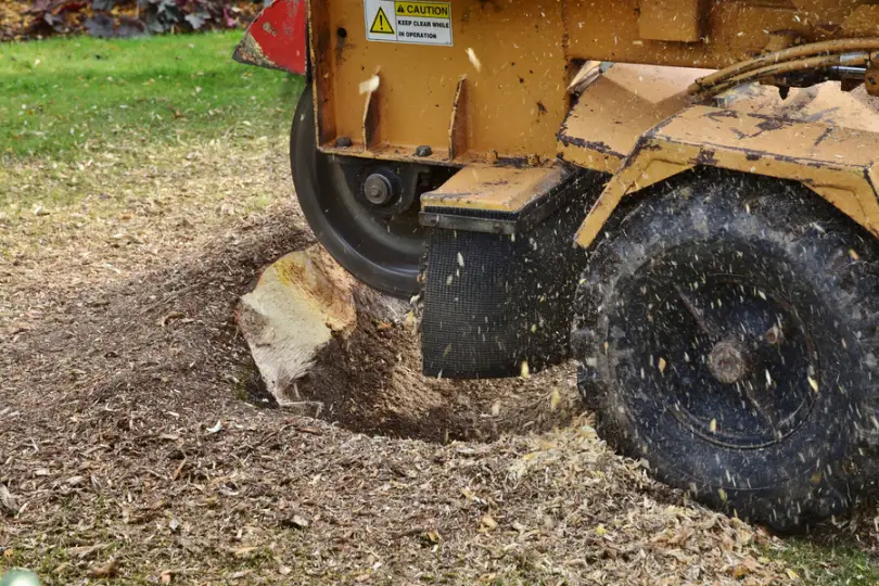 What To Expect During A Stump Grinding Process Fallbrook CA